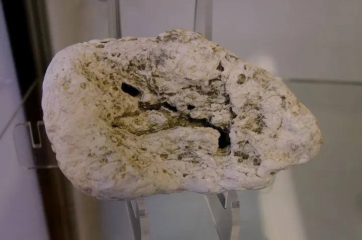 Ein hellgraues, poröses Stück Ambra auf einem Sockel im Museum.